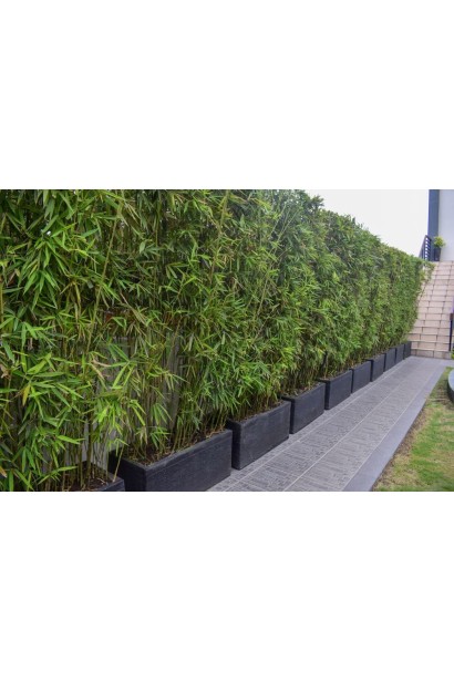 Бамбук Филостачис Бисетти забор